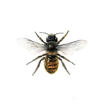 Osmia rufa